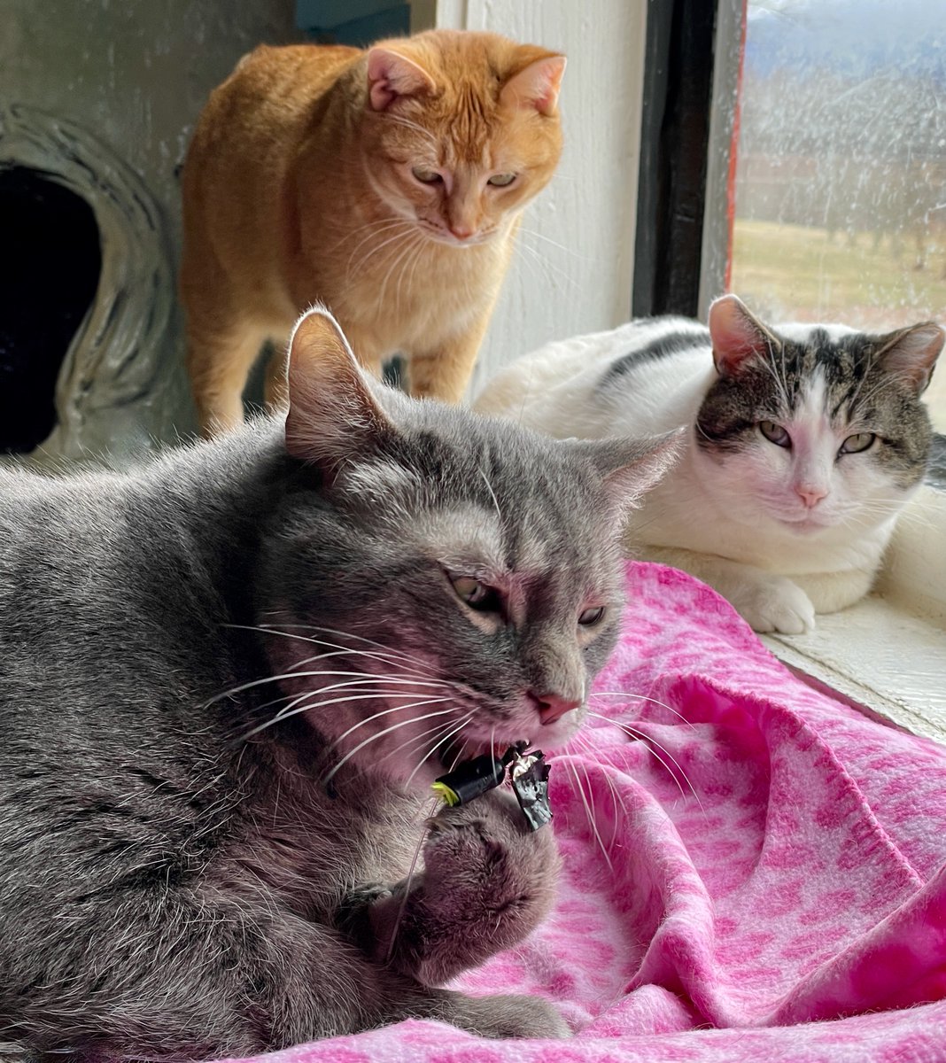 Dorian mutilated Room E's wand toy.
'AGAIN!'' said Shaw (after rolling his eyes.)
'We'll get another one,' we told them.
'It's discouraging,' sighed Marigold. 'I hope he's adopted soon.
Let's hope they're ALL adopted soon!😻
#StraysOfOurLives #cats #va #dc #virginia #friday #cute