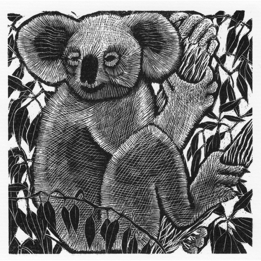 Jenny Pery - Koala K- from the 86th SWE Annual Exhibition, opening 9th March at Northern Print in Newcastle. Work is also available from our website. societyofwoodengravers.co.uk #printmaking #woodengraving