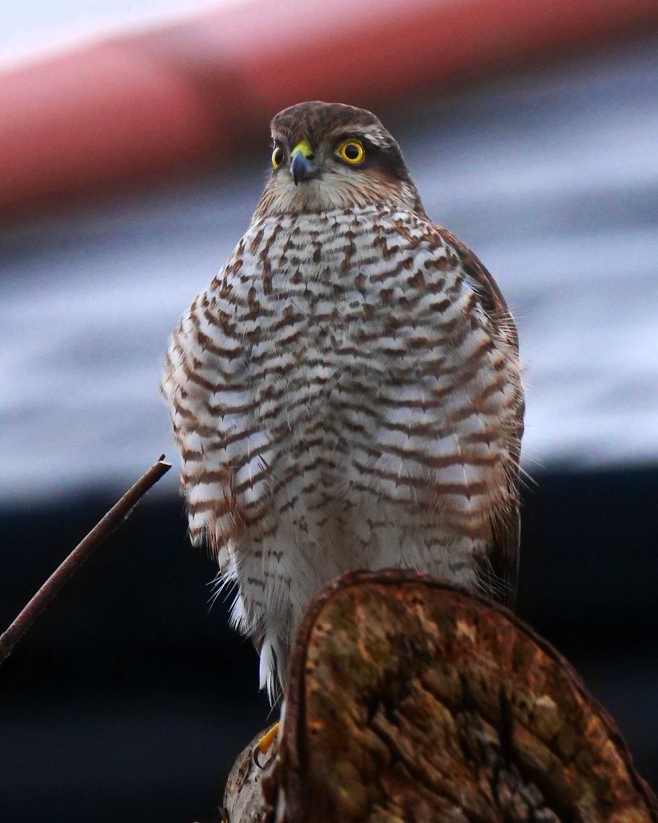 Next Tuesday 5th March is our BWI south Dublin Branch AGM so no talk but to make up we have a quiz and tea and biscuits to round it off. This is always a very sociable occasion. See our website at southdublinbirds.com/events/events.…… @BirdsMatter_ie @BirdWatchIE @DttDes @dlrcc @DalkeyF