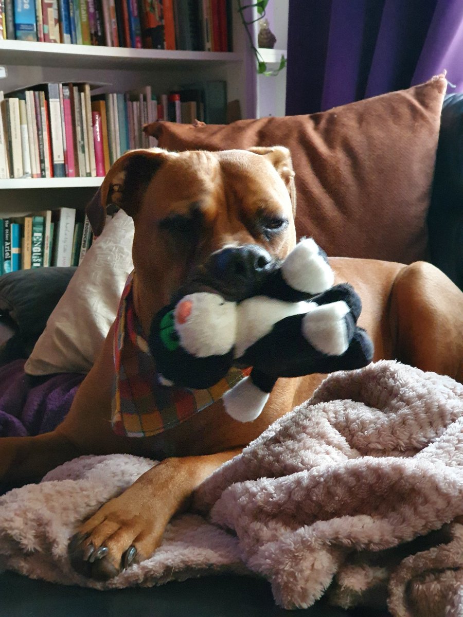 bexmh's tweet photo. Don't hide your dogs away
❤️#Ambassadogs❤️
Flood social media with the true version of our bull breed dogs. They're not monsters They're not what the media says they are
This one loves snuggling with his stuffies
@RishiSunak #endbsl #endbreeddiscrimination #dontbullymybreed https://t.co/t35mNxDVZ9