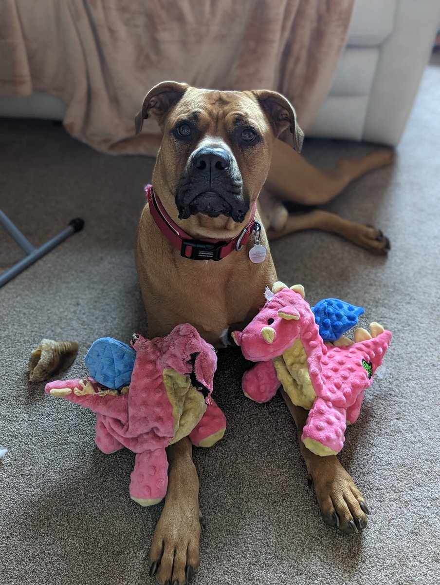 bexmh's tweet photo. Don't hide your dogs away
❤️#Ambassadogs❤️
Flood social media with the true version of our bull breed dogs. They're not monsters They're not what the media says they are
This one loves snuggling with his stuffies
@RishiSunak #endbsl #endbreeddiscrimination #dontbullymybreed https://t.co/t35mNxDVZ9