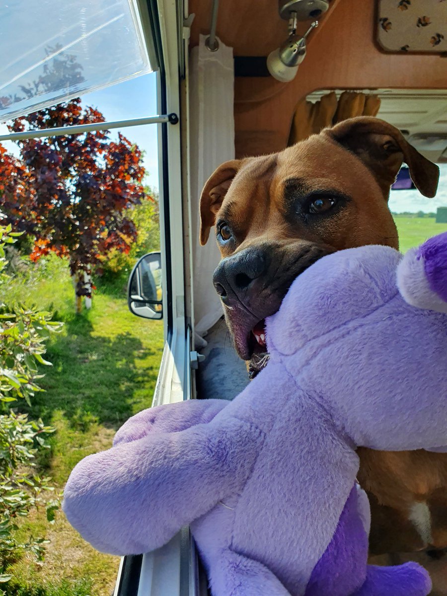 bexmh's tweet photo. Don't hide your dogs away
❤️#Ambassadogs❤️
Flood social media with the true version of our bull breed dogs. They're not monsters They're not what the media says they are
This one loves snuggling with his stuffies
@RishiSunak #endbsl #endbreeddiscrimination #dontbullymybreed https://t.co/t35mNxDVZ9