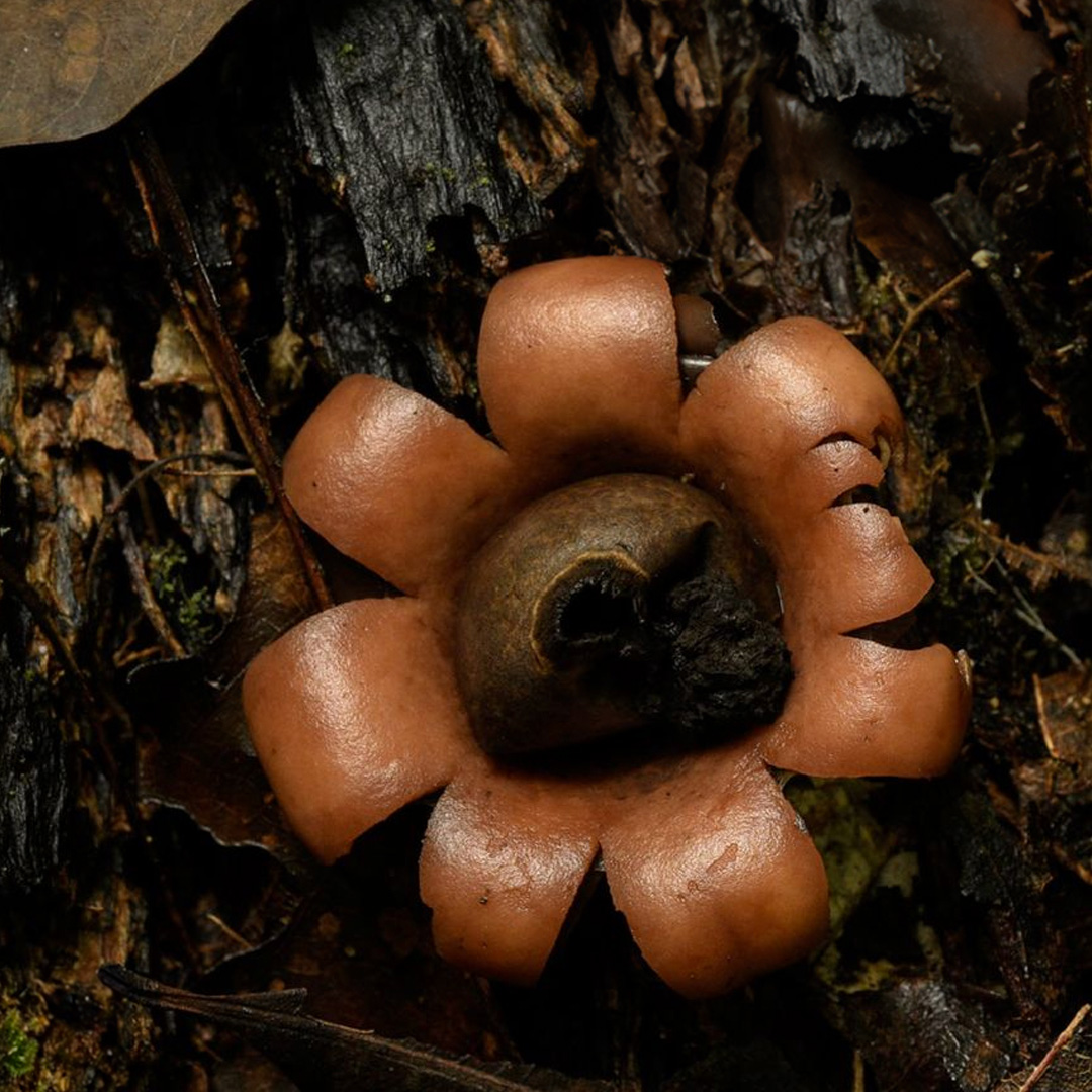 MayanToons's tweet photo. 🍄 La Geastrum saccatum, concida como estrella de tierra, es un hongo ampliamente distribuido en las zonas tropicales se utiliza para tratar el asma. 💊 La dispersión de sus esporas ocurre a través del orificio ubicado en la parte superior del hongo. https://t.co/pLpT4gOyhb