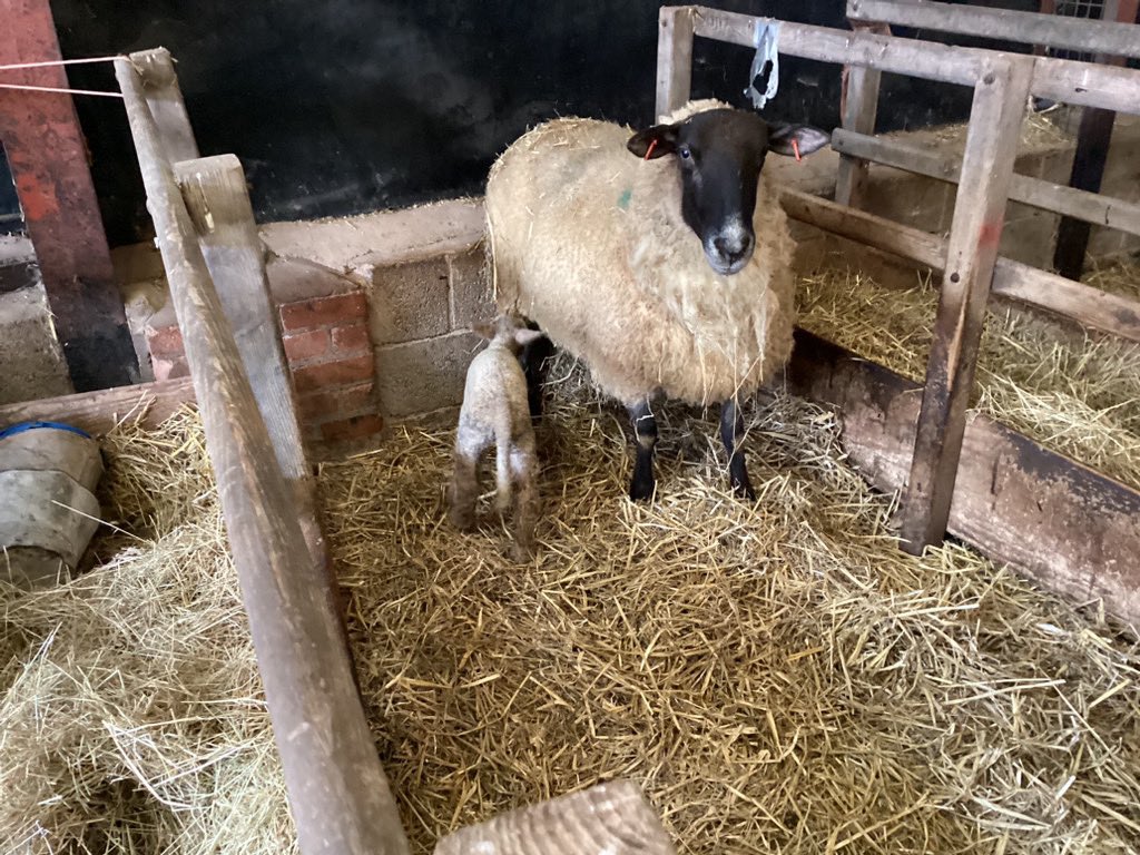BcaApple's tweet photo. Apple Class were very lucky and visited a local farm today. Thank you for having us! https://t.co/SOOHXeoihU