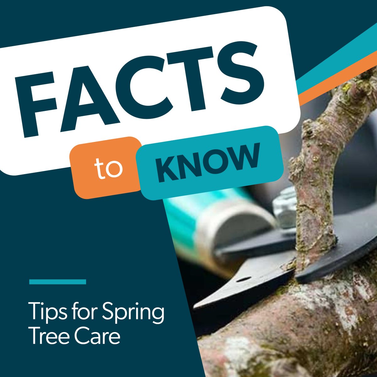 MDofTaber's tweet image. Tips for Spring Tree Care! As nature awakens, it&apos;s time to nurture our leafy friends. Visit the #MDofTaber&apos;s website for essential tips and tricks at mdtaber.ab.ca/p/spring-trees to ensure your trees bloom into a vibrant and resilient season! #SpringTreeCare