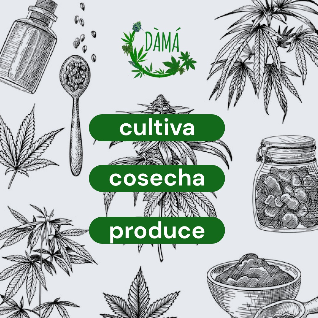 SomosQuira's tweet photo. Para completar la grilla del Co Creando Futuro invitamos a proyectos de esos que nos gustan, nos inspiran y nos ayudan a visualizar mejores futuros a ser parte de la feria. 🍃🧝🍃 Ig: @dama_tintura https://t.co/0EmmAq5mn0