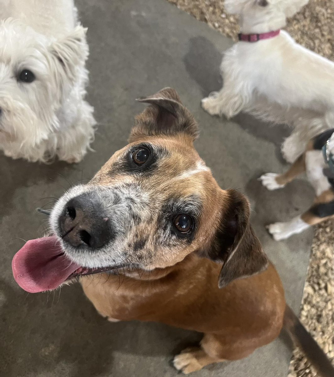 CAROLINES PAMPERED PET MOTEL

Here is some playtime pictures from the past few days!

These pups sure are loving this warm weather!!

facebook.com/carolinespampe…