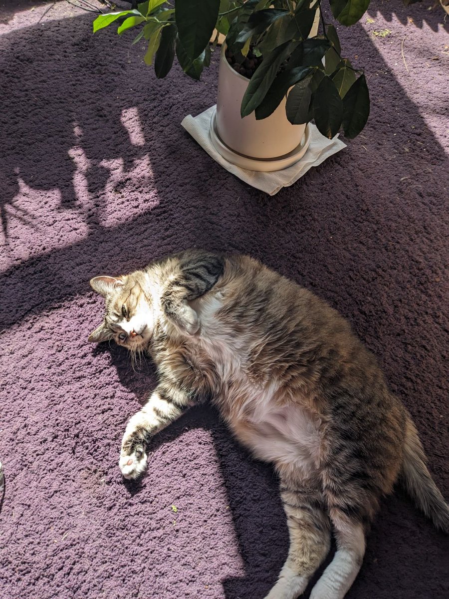 rolling around in the sun underneath the lemon tree