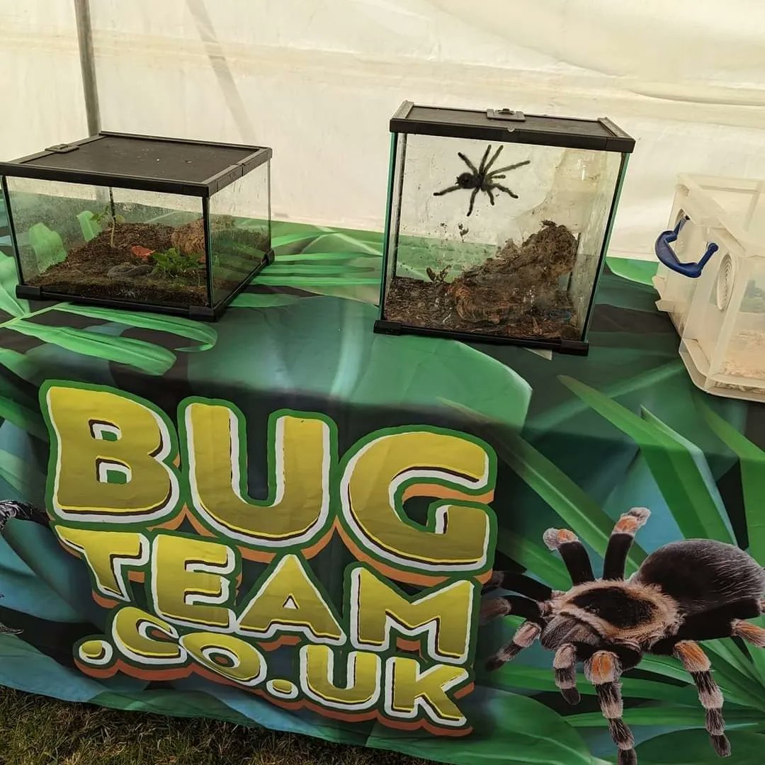 civic_week's tweet photo. Animal Man's Mini Zoo is back at Cowdenbeath Children's Gala 2024 on Sunday 9th June.

Get up close with a tarantula 🕷, giant African land snail 🐌, corn snake 🐍, tortoise 🐢, chicken 🐔, mice 🐭, guinea pig, crickets,🦗 locusts, cockroaches and some morio worms 🪱 😱 https://t.co/HLEyLCsVSO