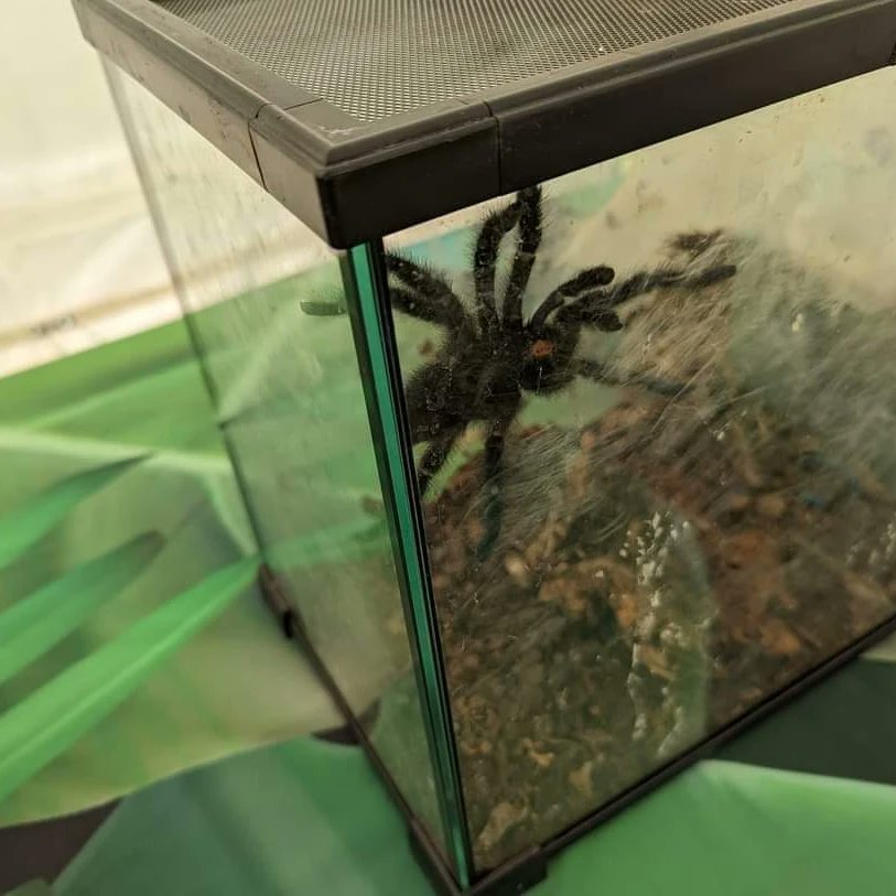 civic_week's tweet photo. Animal Man's Mini Zoo is back at Cowdenbeath Children's Gala 2024 on Sunday 9th June.

Get up close with a tarantula 🕷, giant African land snail 🐌, corn snake 🐍, tortoise 🐢, chicken 🐔, mice 🐭, guinea pig, crickets,🦗 locusts, cockroaches and some morio worms 🪱 😱 https://t.co/HLEyLCsVSO
