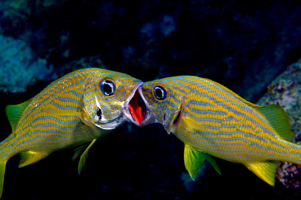 Attention students! Do you need $$ support for PhD research? The deadline for application for the <a href="/IchsAndHerps/">ASIH</a> Lundberg and McDade Dissertation Award is tomorrow! Check the award website for instructions on how to apply: asih.org/lundberg-mcdad…