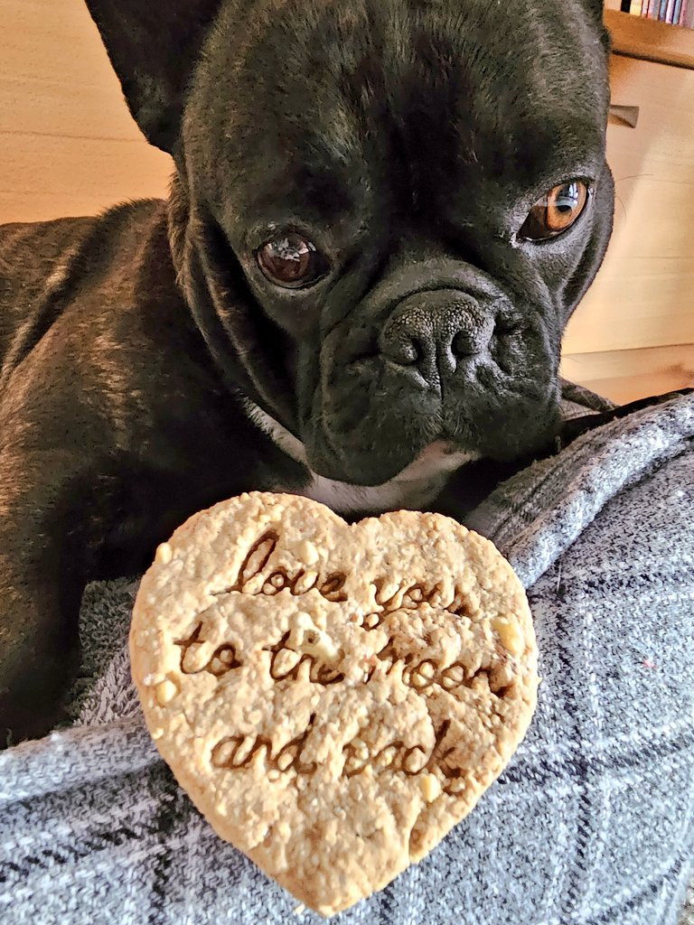 love letter cookies are the best 🍪 #Frenchie #thursdayvibes #HappyDay #ThursdayMotivation