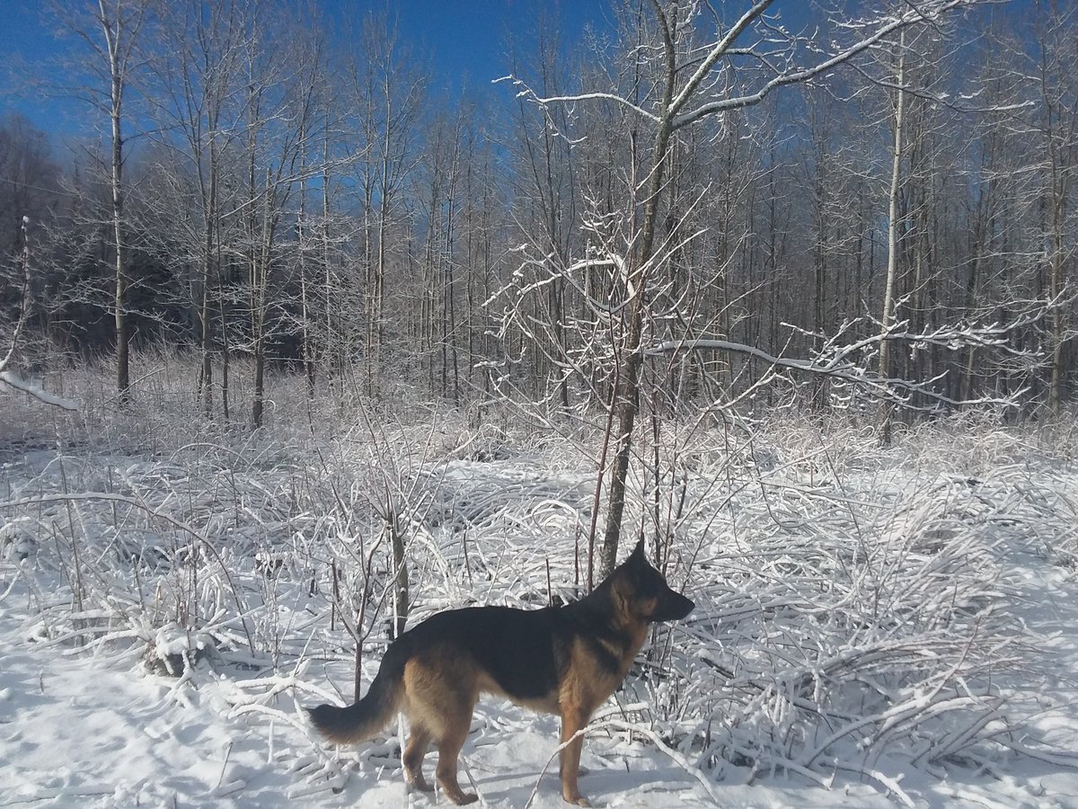 TheRustyIRiS's tweet image. It rained and Last night almost all the snow melted, it was exciting to see the ground, then it snowed enough to cover everything again.

#FalseSpring. #NaturePhotograhpy  #snow