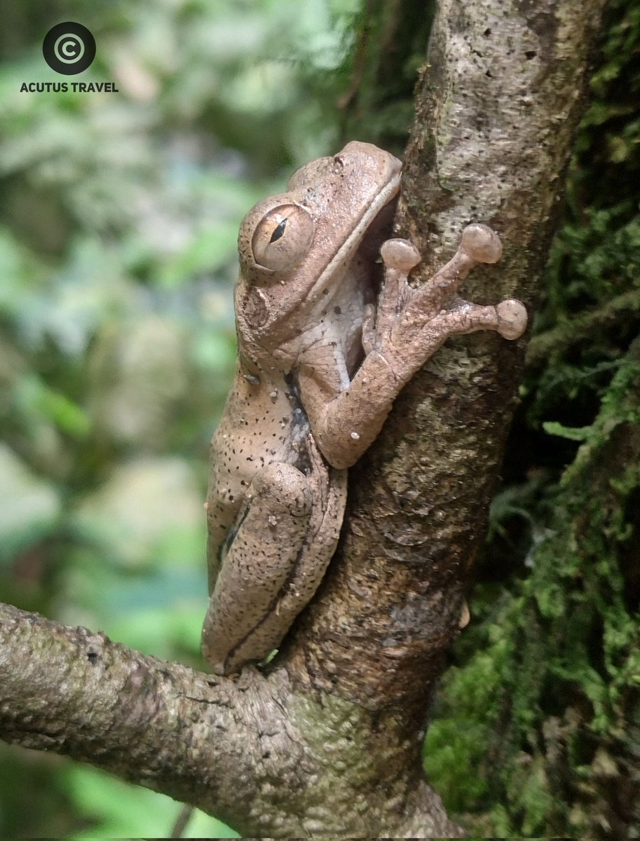 acutustravel.com
🇨🇷 Rana Arborícola Parda/ 🇬🇧 Drab Treefrog/ 🆔 (Smilisca Sordida)
#costarica #rainforest #costaricapuravida #puravidacostarica #puravida #vacations #nature #forest #visitcostarica #frogs #biology #naturephotography