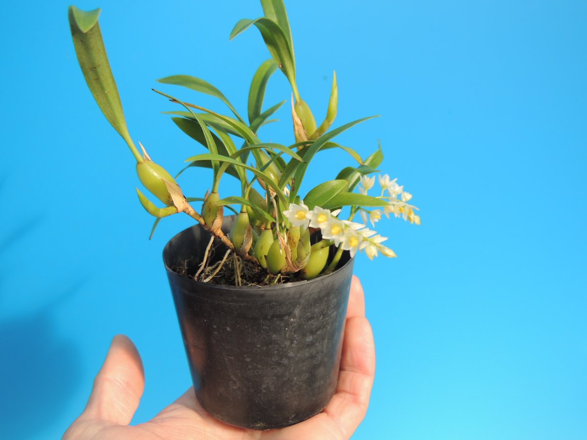 Coelogyne cantonensis

今日の手乗り