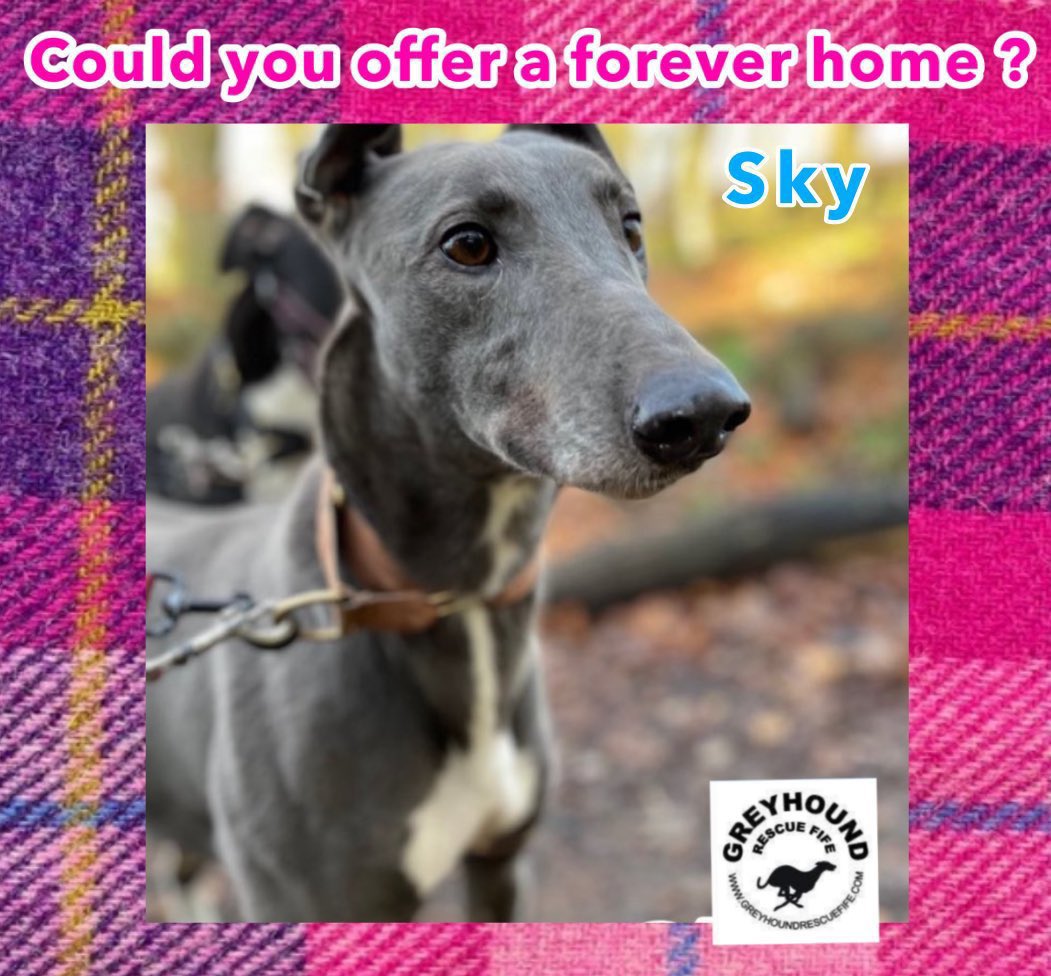 GreyhoundRFife's tweet photo. Sky(5) has been in rescue a yr. She’s a beautiful, medium #Bluehound with a sweet nature. She shares a kennel with Blaze & could live with right dog with intros. Sky loves ppl & hounds, shes affectionate &
loves a fuss. She is at Greyhound Rescue Fife #ForgottenSoulsHour 🤞🏽💙 https://t.co/opEx5v9U6q