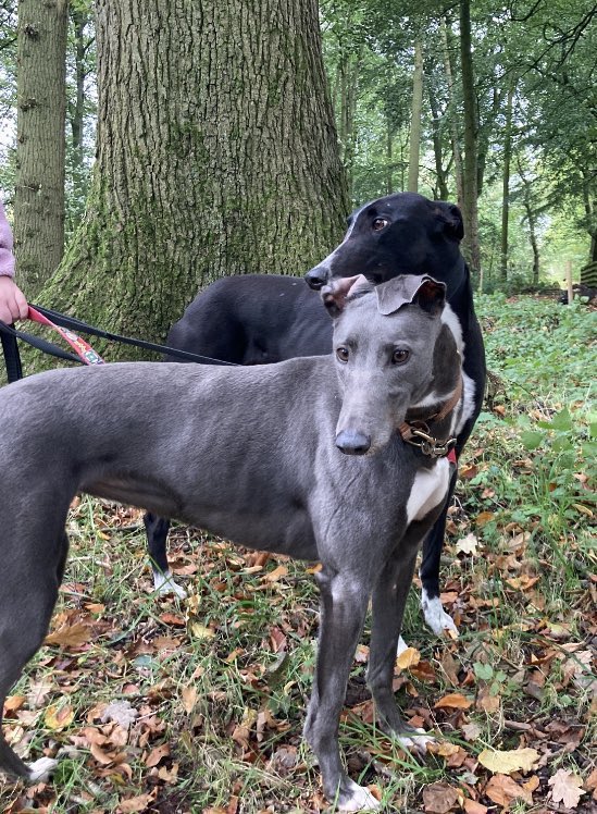 GreyhoundRFife's tweet photo. Sky(5) has been in rescue a yr. She’s a beautiful, medium #Bluehound with a sweet nature. She shares a kennel with Blaze & could live with right dog with intros. Sky loves ppl & hounds, shes affectionate &
loves a fuss. She is at Greyhound Rescue Fife #ForgottenSoulsHour 🤞🏽💙 https://t.co/opEx5v9U6q