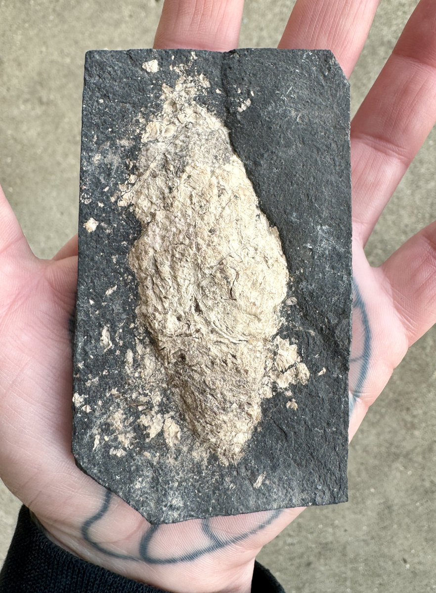 Dr Katie Strang tweet media