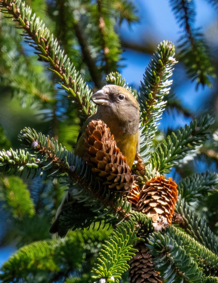 phil_smithson's tweet photo. Some great views of crossbills at Wykeham at the weekend. @nybirdnews @WakeyBirders @yorkshirewild https://t.co/53e7qmxv54