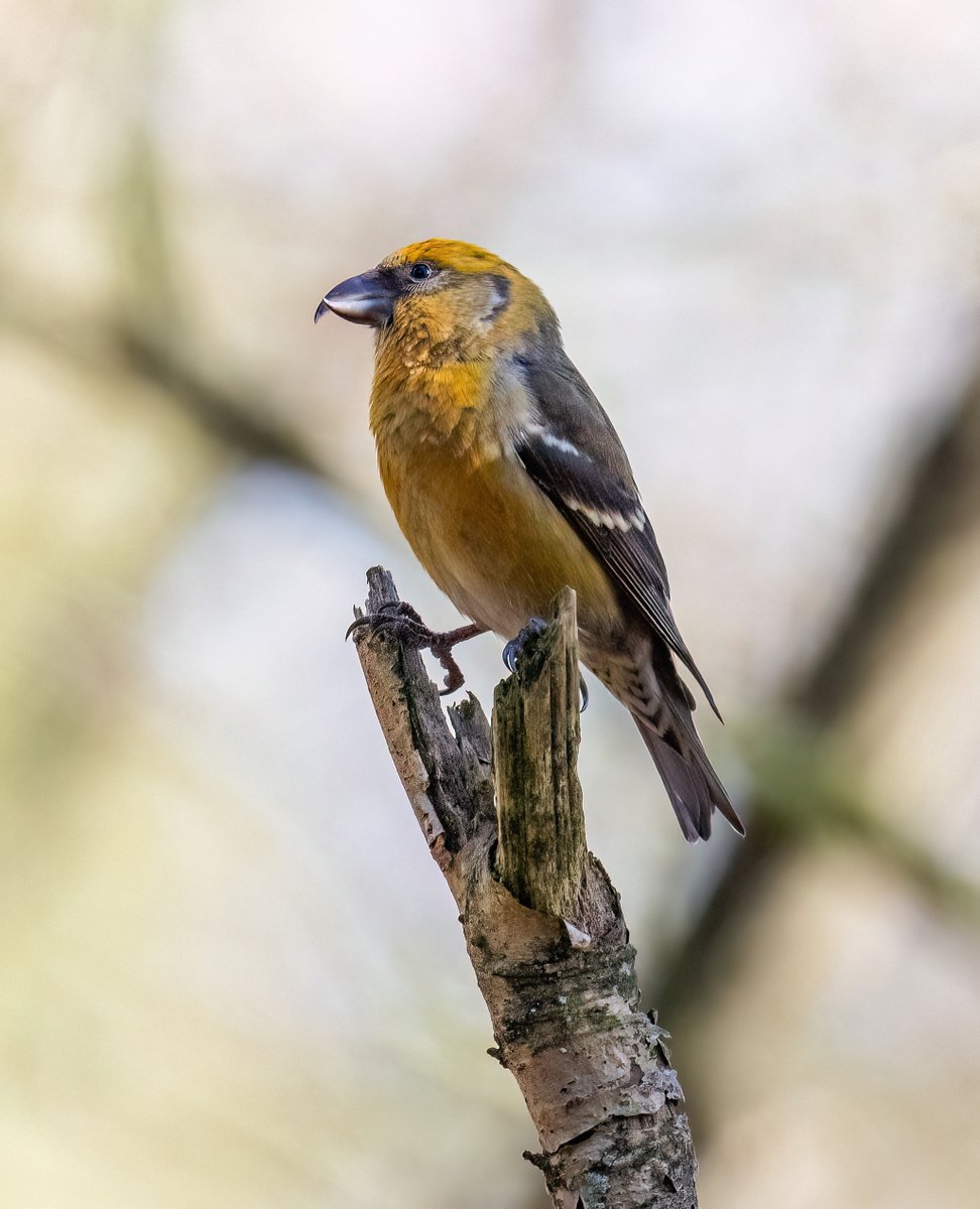 Some great views of crossbills at Wykeham at the weekend. <a href="/nybirdnews/">NorthYorksBirdNews</a> <a href="/WakeyBirders/">Wakefield Birders</a> <a href="/yorkshirewild/">Steve Farley</a>