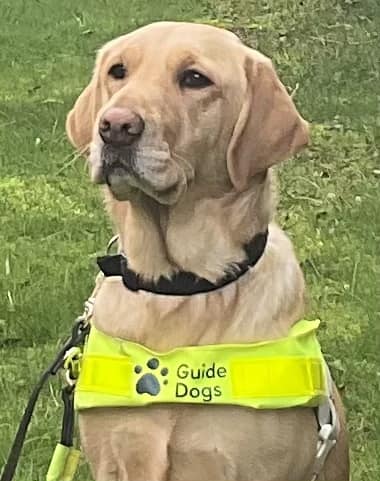 Delighted our lovely Cookie qualified today as a working Guide Dog @guidedogsscot . She was a joy to puppy raise until she was 17 months old. We're so very proud of her and being part of 'Team Cookie' along with everyone who has cared for and trained her.