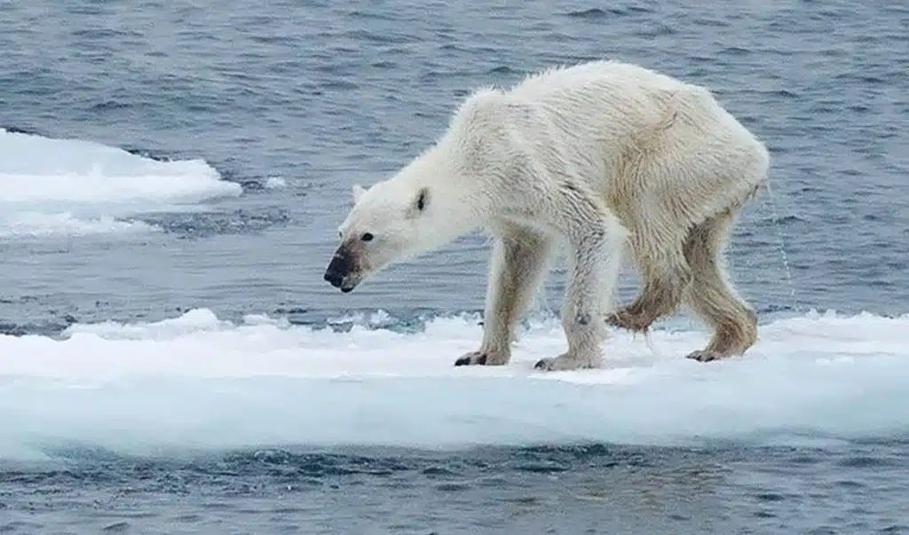 ECOWARRIORSS's tweet image. Polar Bears struggle to exist and many are starving and unable to hunt due to melting ice
Some Bears were found to lose up to 11% of their body mass, a stark indication of their lack of food 
Global population now down to between 22,000 and 31,000 

earth.org/polar-bear-str…