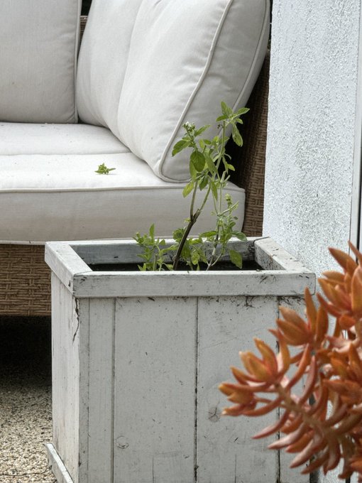 my basil has seen better days https://t.co/rZF4E3QNa1