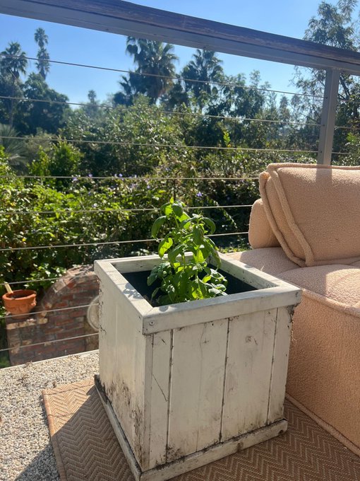 my basil has seen better days https://t.co/rZF4E3QNa1