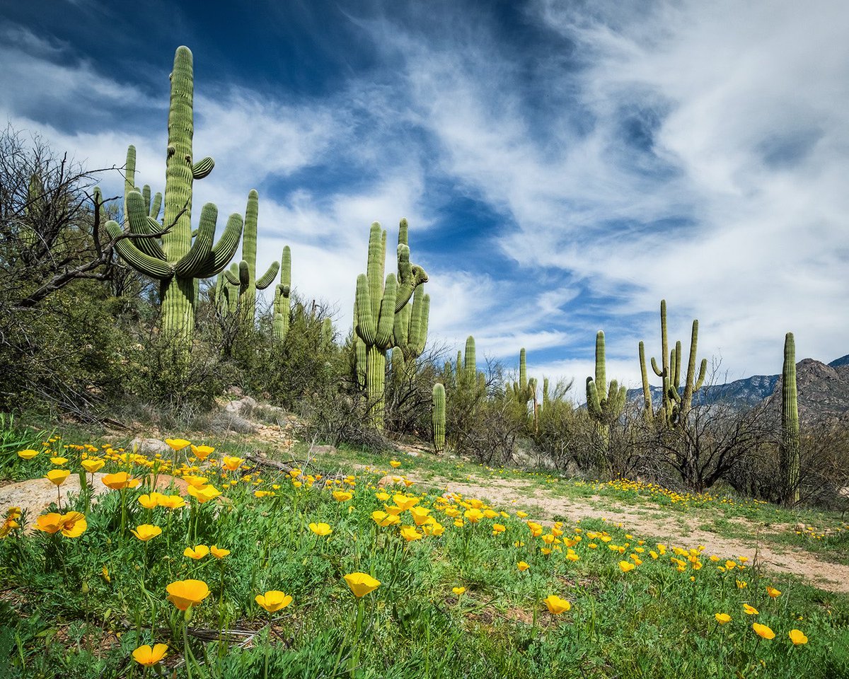 Hey Arizona outdoorsy travelers…who’s seen wildflowers this week? Want to post a pic and share where you saw ‘em? 🌼 

This is a small field along the Sutherland Trail in Catalina State Park, from this past Saturday.