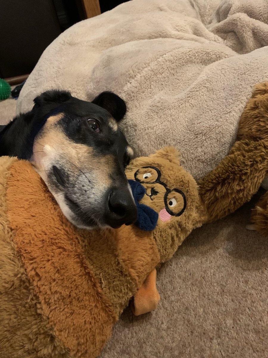 One loves one’s new stuffed cat. He is a very comfy pillow
