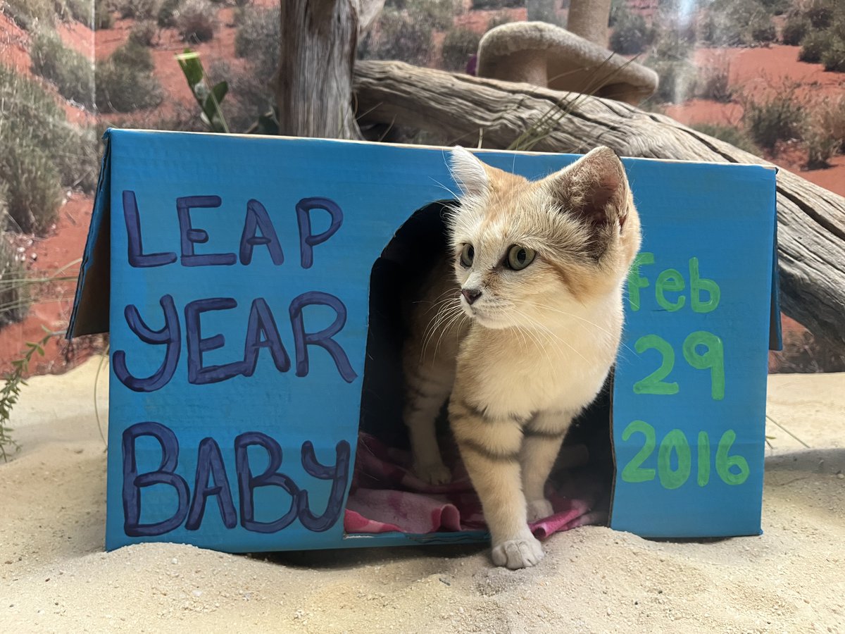 NationalZoo's tweet photo. Join us in wishing a very happy Leap Day birthday to our sand cat, Desiree! 🐈 🎂Desiree was born on Feb. 29 of 2016 and celebrated her second birthday today! Tomorrow, Friday Mar. 1, guests are invited to join her celebration at 2 pm for a special sand cat treat! 🎁 https://t.co/VzCDlbsRXW