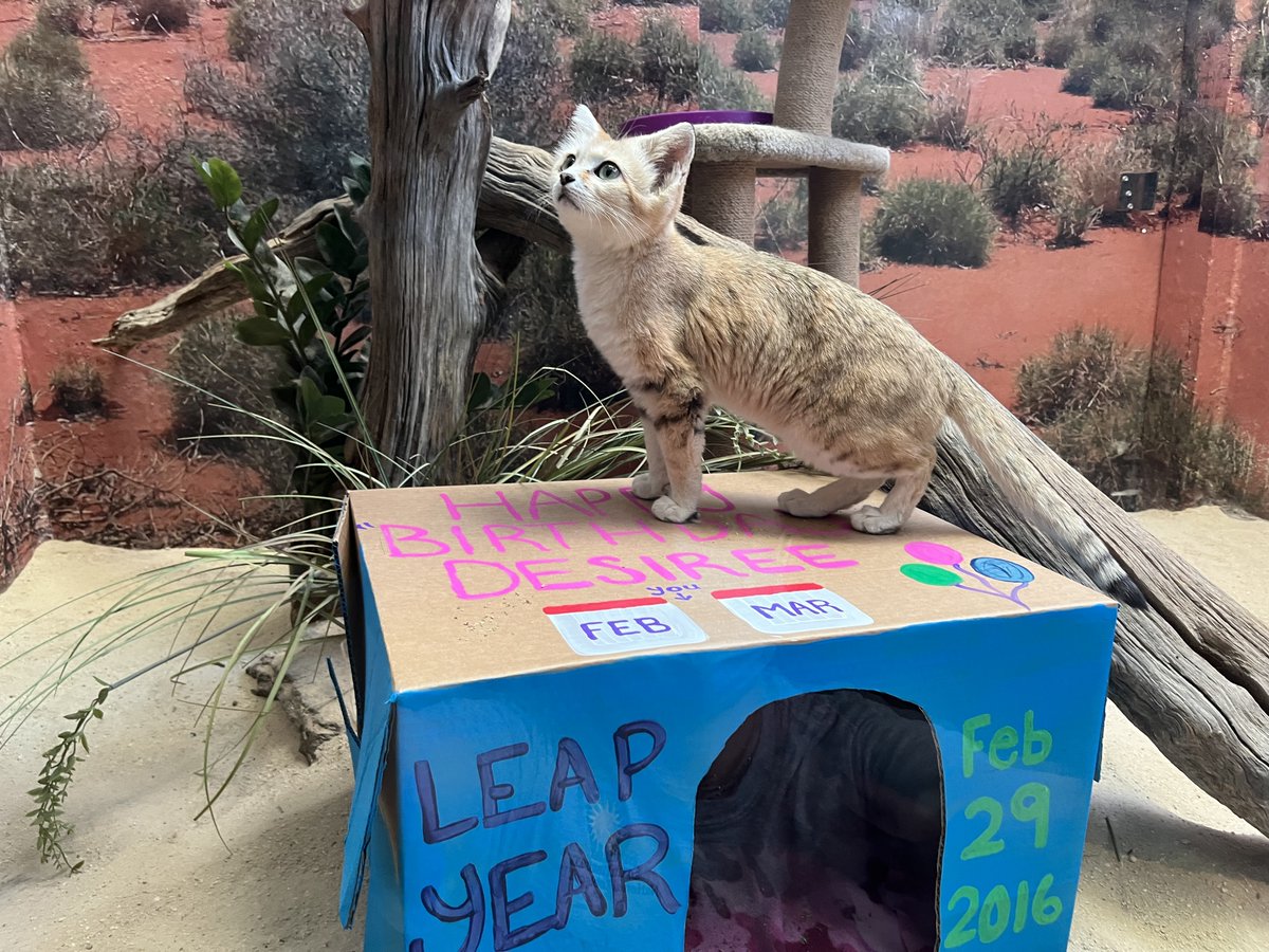 NationalZoo's tweet photo. Join us in wishing a very happy Leap Day birthday to our sand cat, Desiree! 🐈 🎂Desiree was born on Feb. 29 of 2016 and celebrated her second birthday today! Tomorrow, Friday Mar. 1, guests are invited to join her celebration at 2 pm for a special sand cat treat! 🎁 https://t.co/VzCDlbsRXW