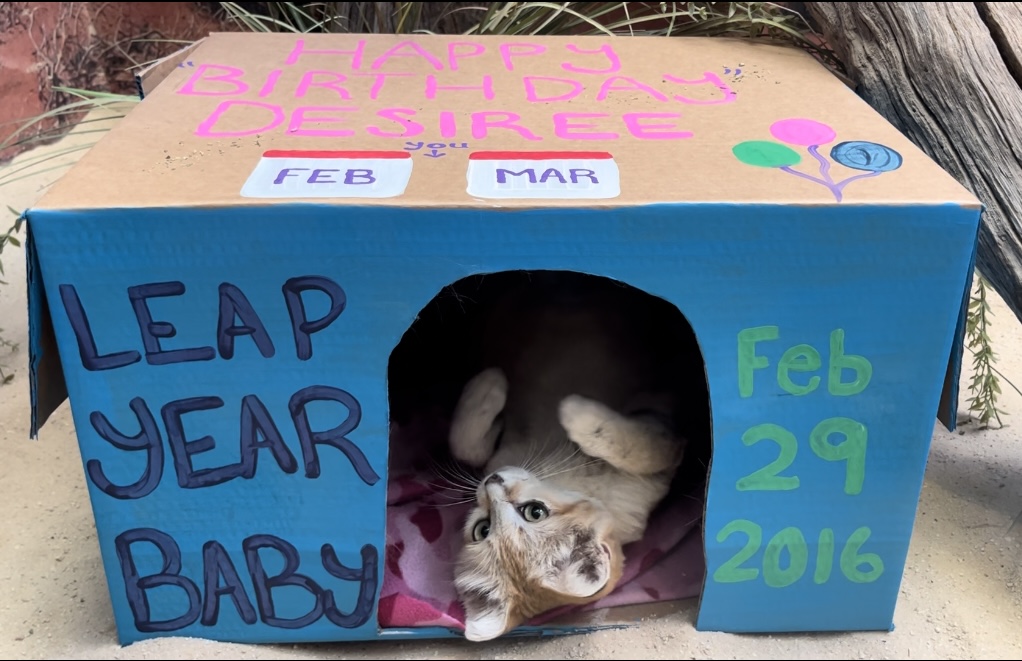 NationalZoo's tweet photo. Join us in wishing a very happy Leap Day birthday to our sand cat, Desiree! 🐈 🎂Desiree was born on Feb. 29 of 2016 and celebrated her second birthday today! Tomorrow, Friday Mar. 1, guests are invited to join her celebration at 2 pm for a special sand cat treat! 🎁 https://t.co/VzCDlbsRXW