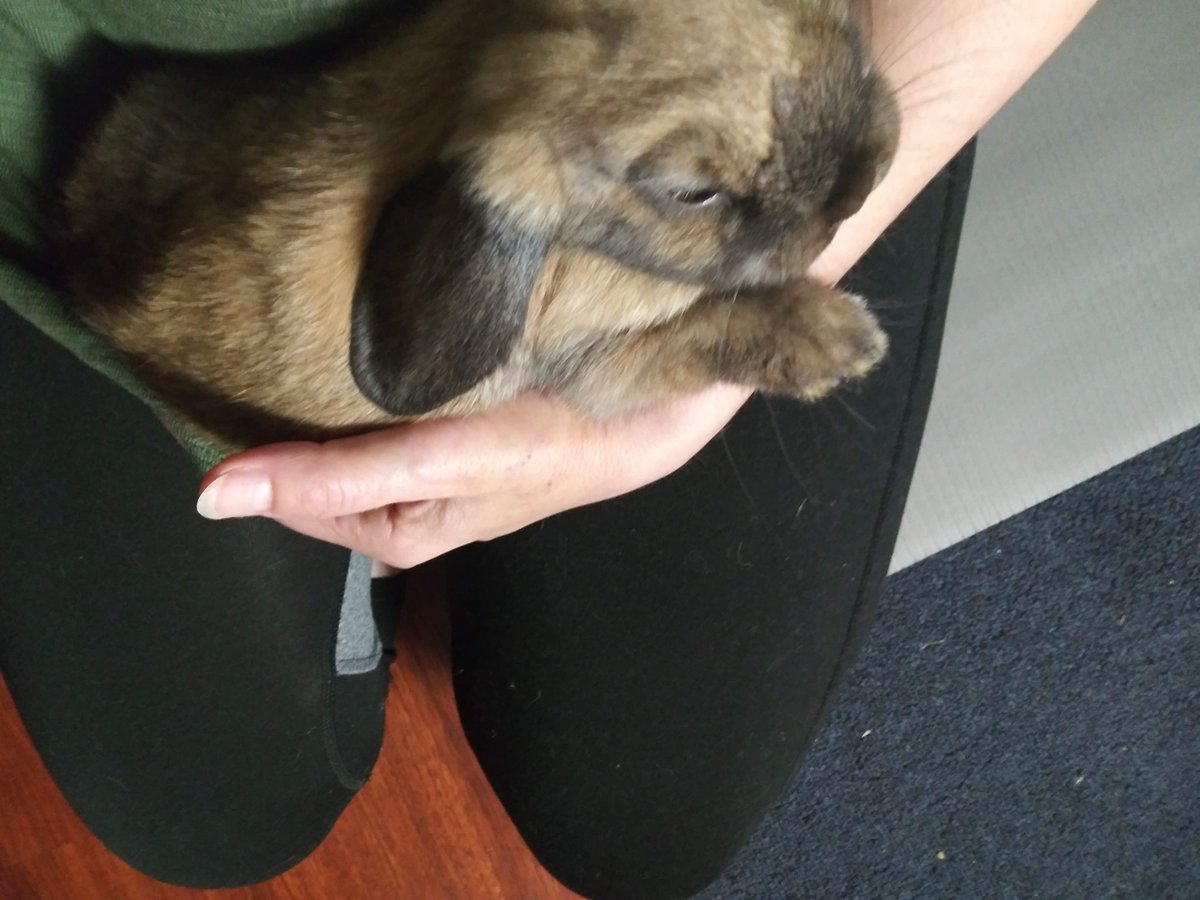 SandyB30661748's tweet image. Happy Leap Day Birthday sweetheart 🩷🐇💗🎂🐇🩷
#moch
#babygirl
#lovey