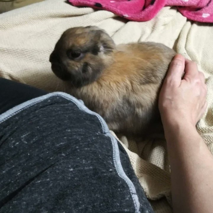 SandyB30661748's tweet image. Happy Leap Day Birthday sweetheart 🩷🐇💗🎂🐇🩷
#moch
#babygirl
#lovey