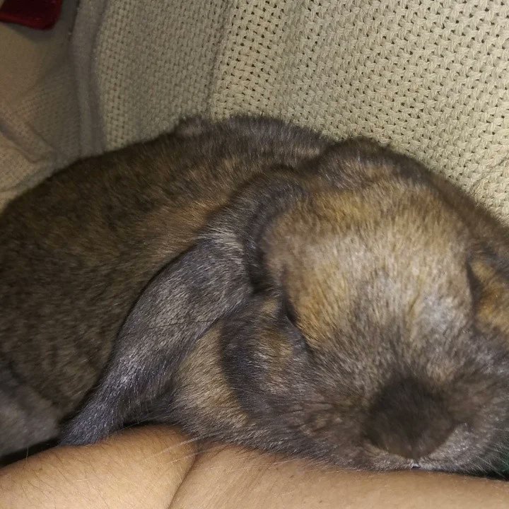 SandyB30661748's tweet image. Happy Leap Day Birthday sweetheart 🩷🐇💗🎂🐇🩷
#moch
#babygirl
#lovey