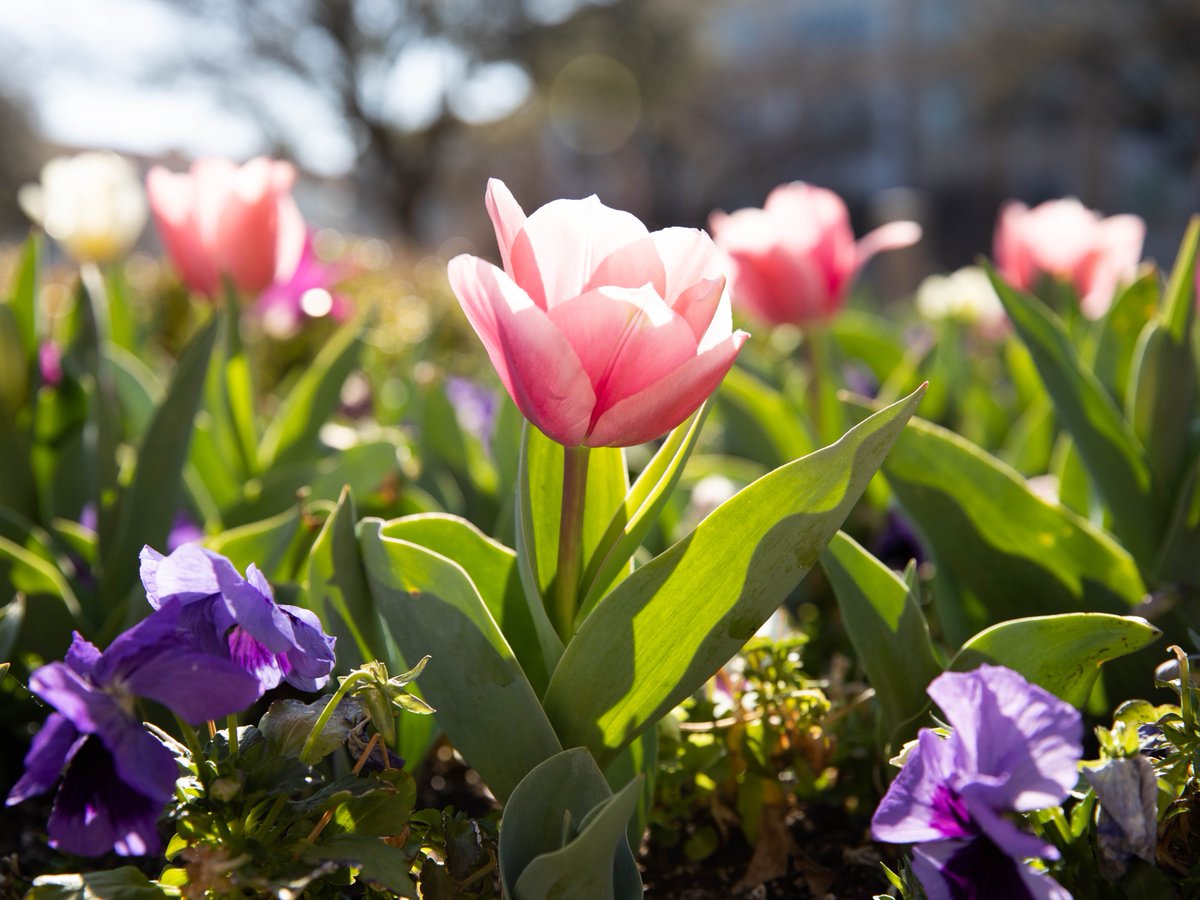 TCU's tweet photo. Tulip season loading...π·
#TCUTulips https://t.co/2zqPFd2Sxm