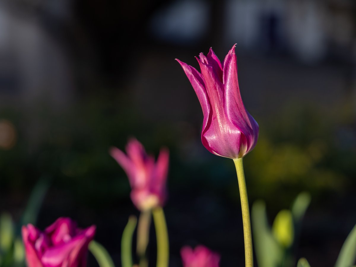 TCU's tweet photo. Tulip season loading...π·
#TCUTulips https://t.co/2zqPFd2Sxm