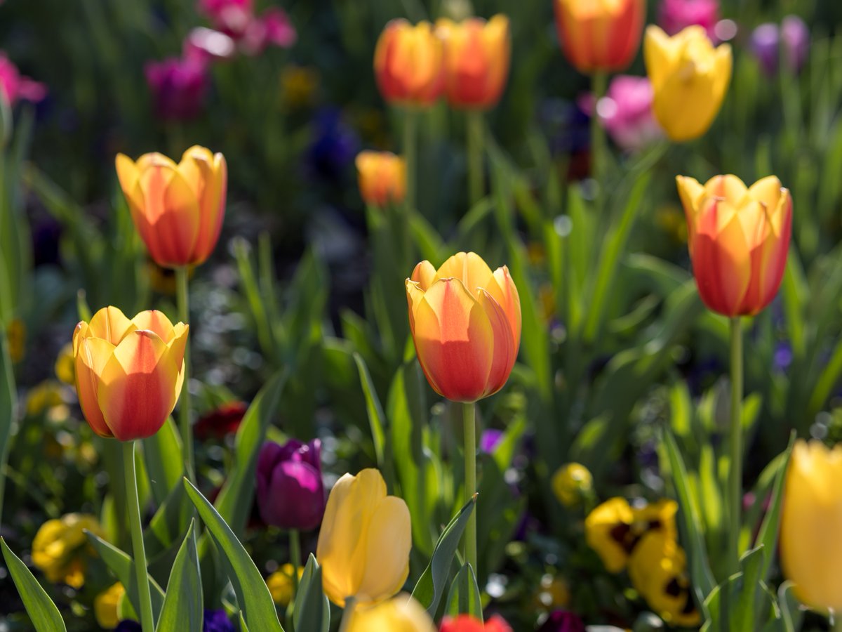 TCU's tweet photo. Tulip season loading...π·
#TCUTulips https://t.co/2zqPFd2Sxm