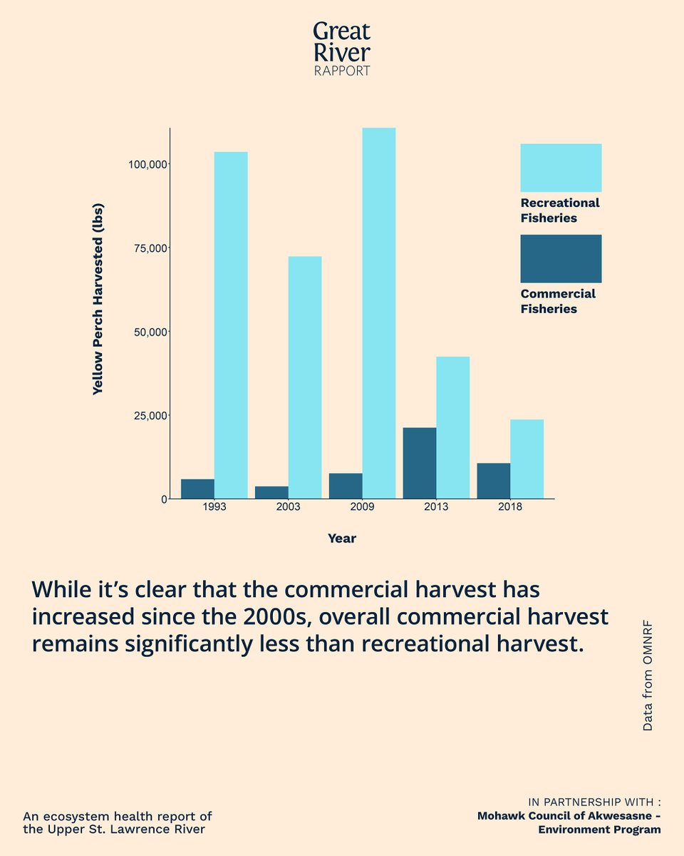We're often asked what the impacts of fishing is on yellow perch populations. 🐟 Take a deep dive into the yellow perch indicator on our website 👇 loom.ly/pF2XMRM