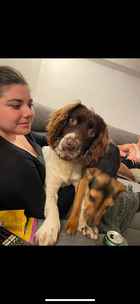 Please see the post below with regard Alfie.  Last night, he was seen heading down towards the Crackington Haven area.  Please be aware in CH and the surrounding areas all the way back to the A39 from Davidstow to Bude.  He was possibly spooked the previous night at the Davidstow
