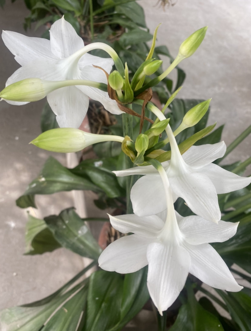 beyondcolours's tweet image. D tale of Eucharis Lily (#AmazonLily) which was brought  carefully from my mother’s ancestral home in Srinagar 2 d desert state &amp;amp; nurtured for 3 decades or more has been solved methinks. Initially v were told it was ’hoxsa’. Now one knows that it’s Amazon Lily! So #WhatIsInAName