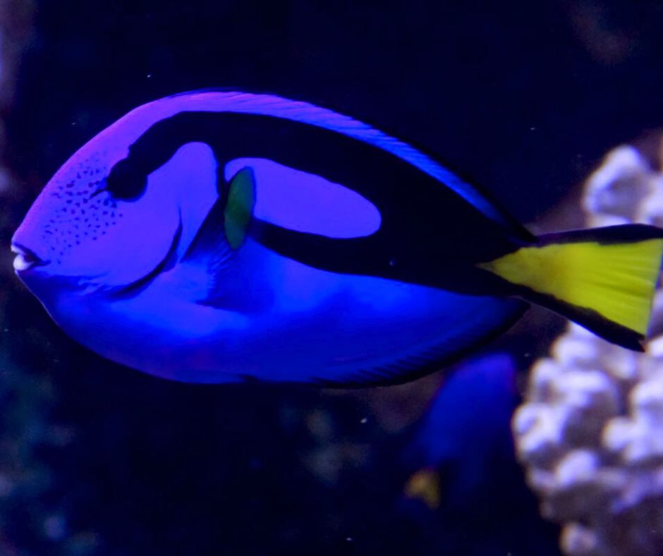 Temaiken's tweet photo. MES AZUL EN TEMAIKÈN 💙
En marzo y abril, el Bioparque abrirá media hora antes para recibir a personas con TEA y sus familias.
Los sábados, domingos y feriados, los esperamos a partir de las 9:30 h.
Accedé a tu entrada en 👉https://t.co/YDKp0hhmu6 #Temaikèn #MesAzul https://t.co/ImCcIdTkHe