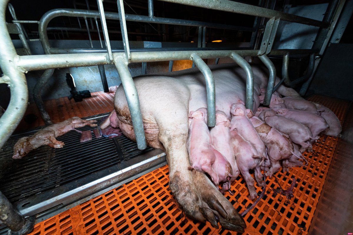 A gauche, le Salon de l'Agri. A droite, la réalité. 

La désinformation est totale !

<a href="/afpfr/">Agence France-Presse</a> 
<a href="/FromSarahFinger/">Sarah Finger</a> 
<a href="/MathiGerard/">Mathilde Gérard</a> 
<a href="/Mediapart/">Mediapart</a> 
<a href="/hugoclement/">Hugo Clément</a> 
<a href="/PascalPraud/">Pascal Praud</a> 
<a href="/vakitamedia/">Vakita</a> 
<a href="/brutofficiel/">Brut FR</a> 
<a href="/L214/">L214 éthique & animaux</a> 
<a href="/Muriel_FUSI/">Muriel Fusi</a> 
<a href="/LaurenceParisot/">Laurence Parisot</a> 
<a href="/EliseLucet/">Elise Lucet</a>