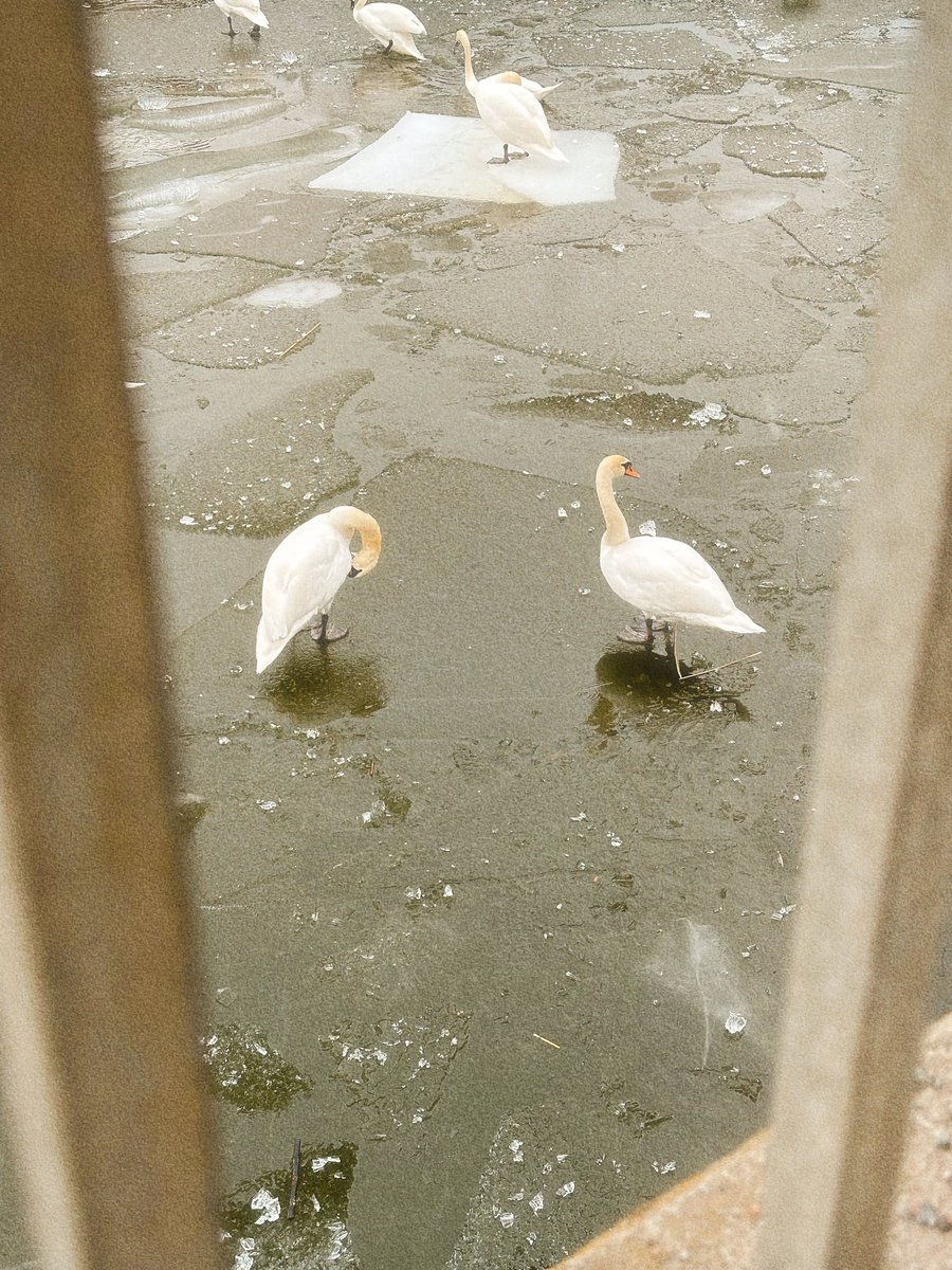 blear 2k tweet media