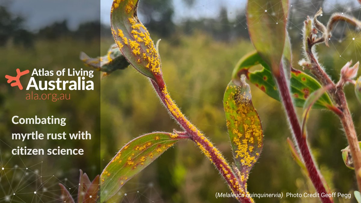 Don’t let our biodiversity rust-in-peace! 🌱💀 #MyrtleRust is an invasive species that poses a grave threat 🧟‍♂️ to >1500 Myrtaceae species in Australia. 🌳 📲 Report myrtle rust on @iNaturalist & @NatureMapr! Get #biosecurity data access via the ALA! 🔗 spr.ly/6017X3RLP