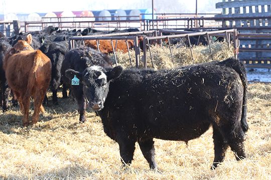 Riverside Farms - 700# Steers - 75 Head (Glen Ewen, SK) VBP+ - Team Auction Sales teamauctionsales.com/Riverside-Farm… 
Selling on TEAM Friday, March 1st @ 9:00 AM MST! Sign in @ teamauctionsales.com to preview and participate! #teamauctionsales