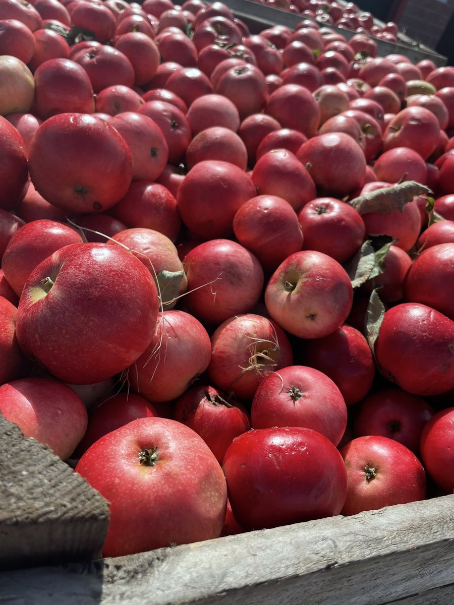 Did you know a large number of sweet apples are used in the blend of our Blossom Burst Cider 🍎🍎🍎 We can deliver right to your door by ordering through our website bit.ly/3ONhYoE #supportlocal #ciderlover #craftcider #sweetcider #orchardcounty