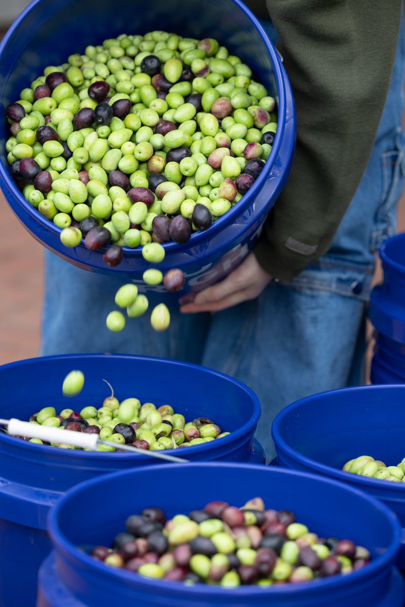 Scripps’ Olive Oil Wins Awards from International Olive Oil Competition. 🫒 Read more: scrippscollege.edu/news/campus-ne… #scrippscollege #oliveoil