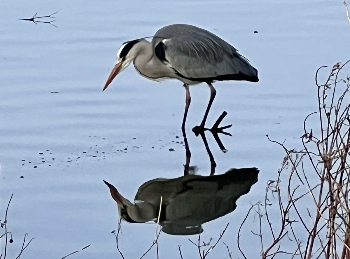 GR22NI's tweet photo. Heron at the Billy Neill Park https://t.co/uqcC0792aN
